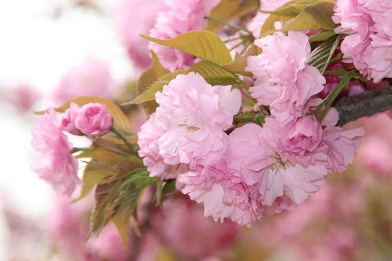 不朽情缘(中国区)官方网站