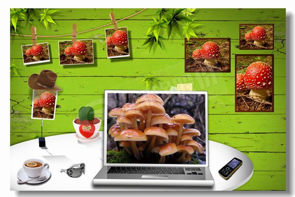 ����ȼ��������¯��ʽȼ��