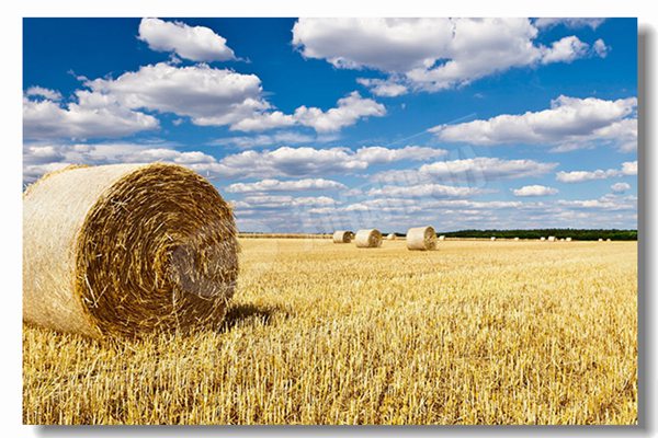 ȼ����¯����ʪ��ʽ¯��ṹ��ʲô������