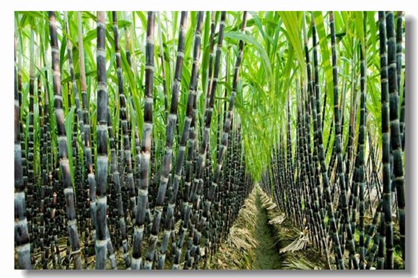 ѭ����������¯��̬������������ʲô?