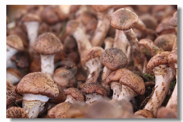 ȼ����¯��Ч����ô������