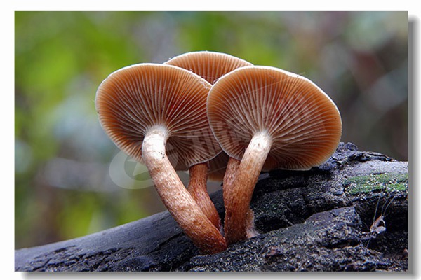 ʳÓÃÓ;«Á¶³§µÄȼÓÍÕôÆû¹øÂ¯