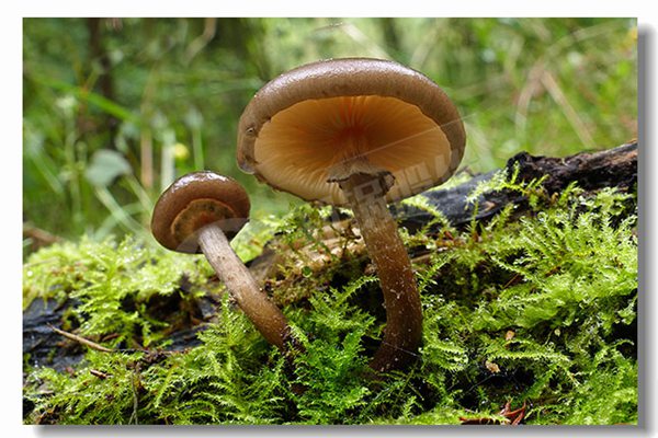 2����ȼ����ˮ��¯�����ļ��Լ۱ȸ���