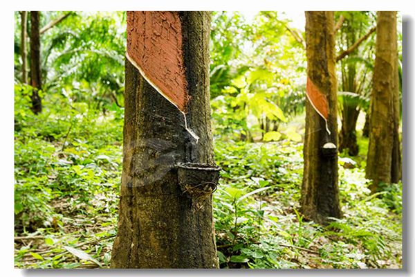 �����ʿ�����¯����Ǯ��